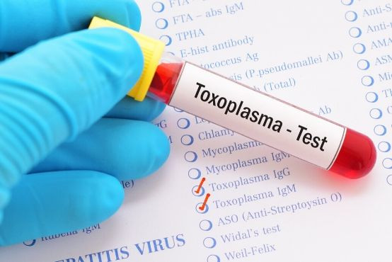 Toxoplazmóza a těhotenství